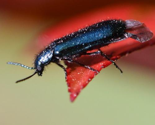 Dasytes caeruleus